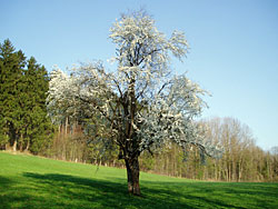 Hauptbaumarten