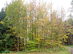 Hauptbaumarten