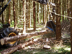 Holzeinschlag mit Harvester Holzeinschlag mit Harvester